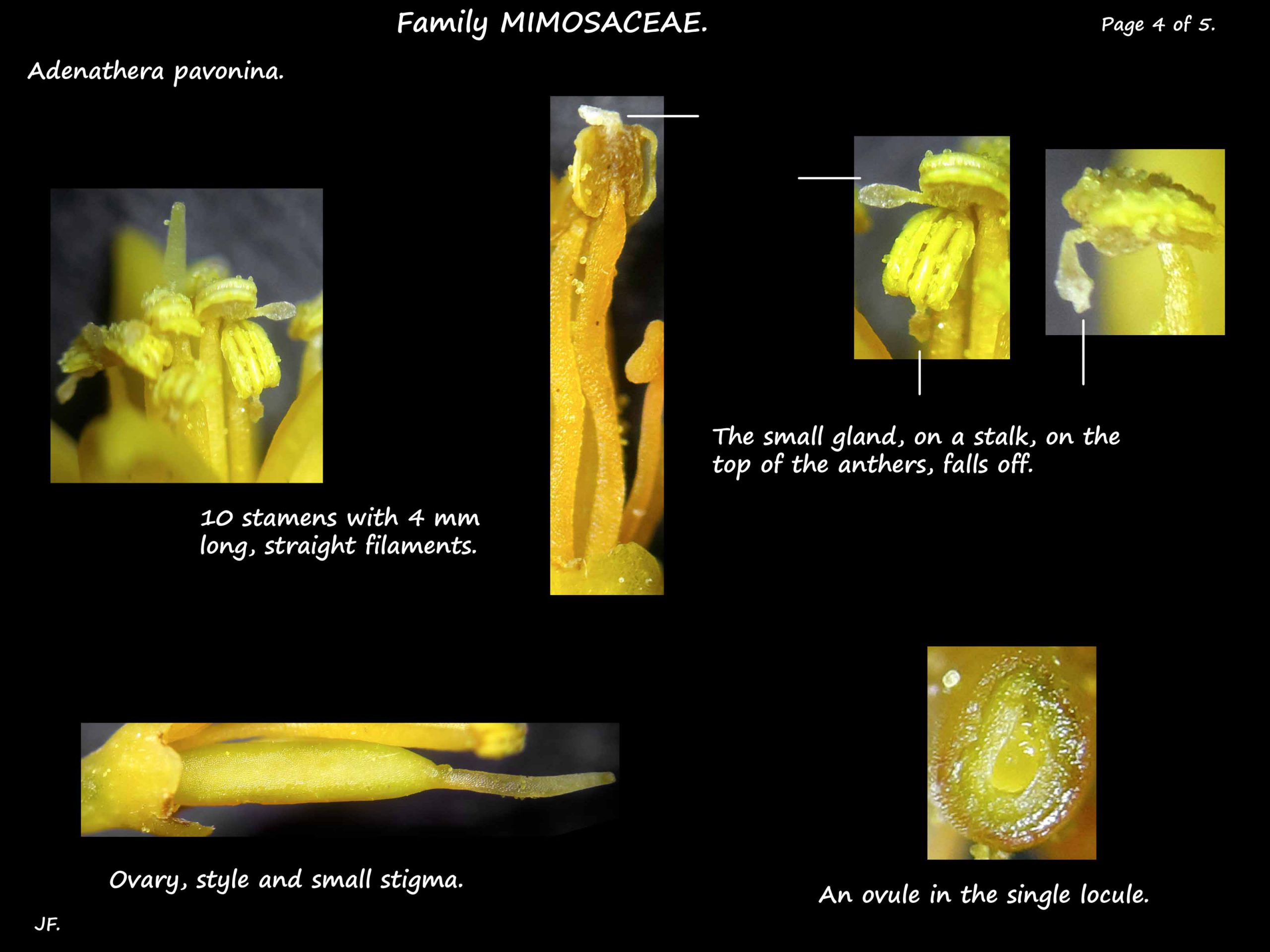 4 Adenathera pavonina stamens & ovary